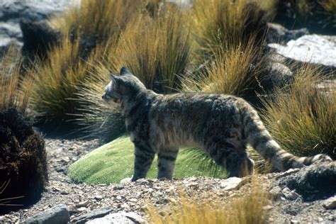 Andean mountain cat: one of the world’s most endangered felines | One Earth