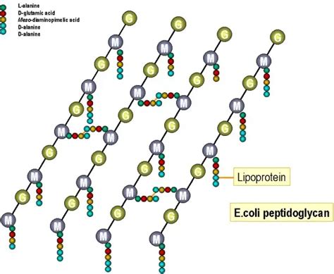 Peptidoglycan (Murein/Mucopeptide): Structure and Medical Significance - microbeonline