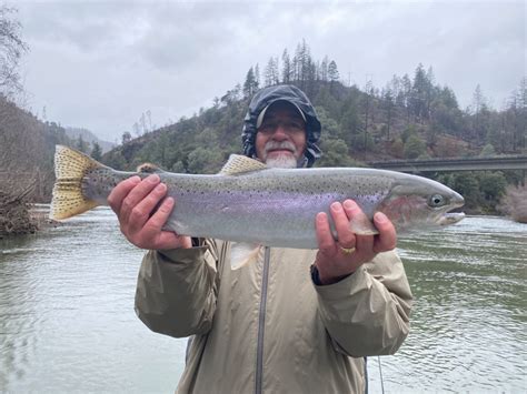 Trinity River Fish Report - Trinity River - Trinity River hot steelhead ...