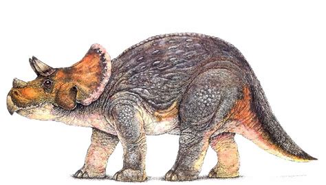 Triceratops Pictures & Facts - The Dinosaur Database