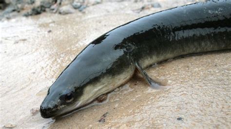 소양호엔 유럽산, 청평호엔 북미산 뱀장어가 산다 : 인간과동물 : 인간과동물 : 애니멀피플 : 뉴스