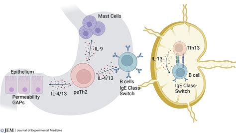 The future of IgE-mediated allergy research and treatments