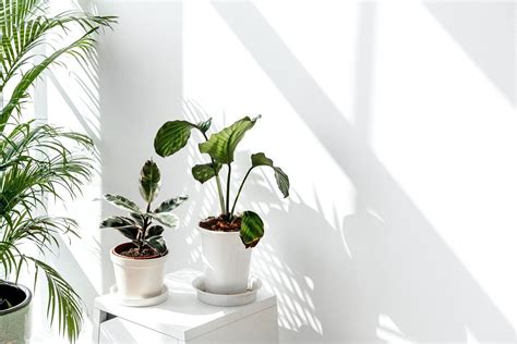 Tropical plants by a white wall with window shadow