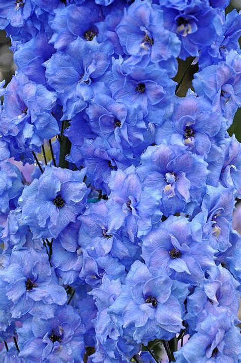 Blue Delphinium Flowers Blooming Flowers Floral Photo Background And Picture For Free Download ...