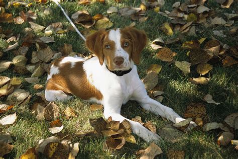 Portrait Of A Brittany Spaniel Puppy Photograph by Paul Damien