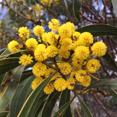 Golden wattle 💛 | Australian native flowers, Australian flowers, Australian plants