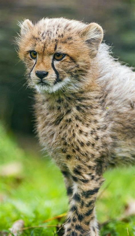 baby cheetah | Wild cat species, Cheetah cubs, Big cats photography