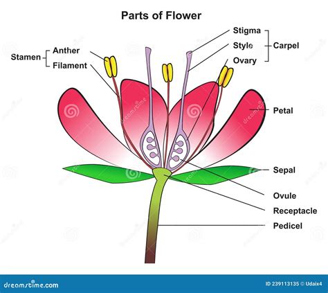 Parts Of Flower Infographic Diagram Anatomy Of Plant Stock, 52% OFF