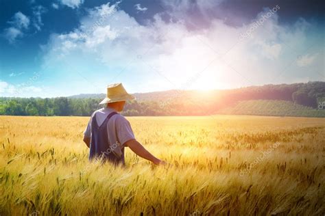 Farmer walking through a wheat field Stock Photo by ©Sandralise 3521547