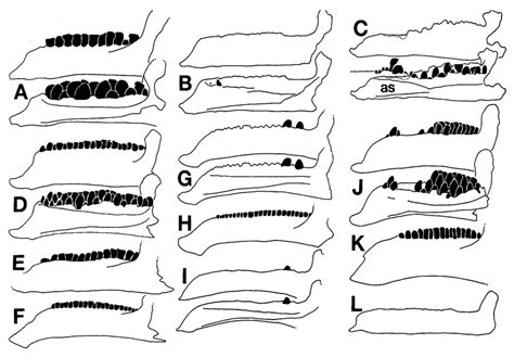 Constant size comparison of iguanodont dentaries in lateral (top ...