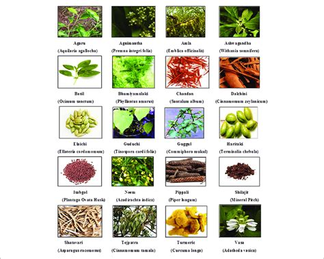 Herbal drugs of Ayurveda | Download Scientific Diagram