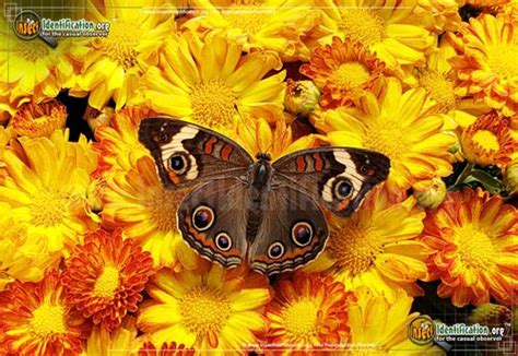 Common Buckeye Butterfly