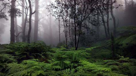 Rainforest Backgrounds (60+ images)