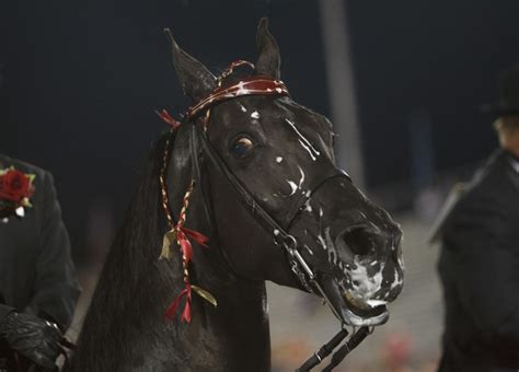 Horse Soring Ban Pulled for Review by Trump Administration - Hanaeleh ...