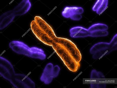 Metaphase chromosome structure — conceptual, purple - Stock Photo ...