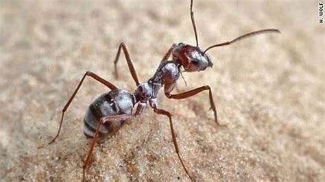 Researchers announced that the Saharan silver ant is the world’s ...