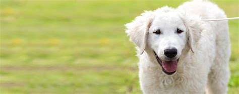 Kuvasz | Dog Breed Facts and Information - Wag! Dog Walking