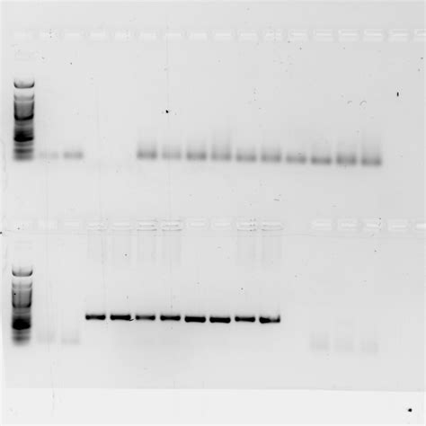 Why sometimes I have primer - dimer formation and sometimes I don't ...