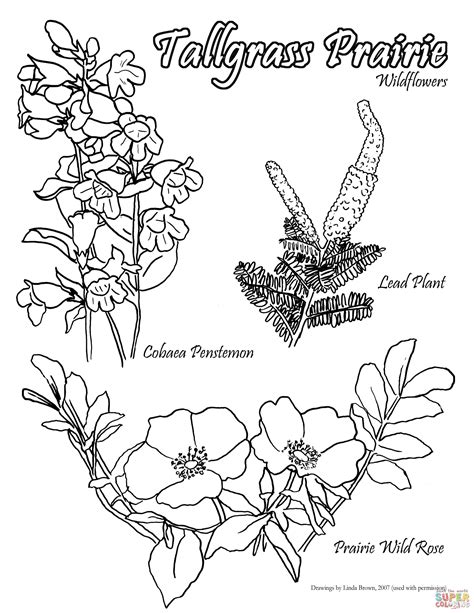 Tallgrass Prairie Wildflowers coloring page | Free Printable Coloring Pages