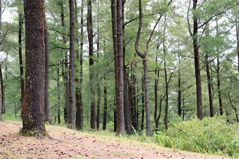 Forest Of Pinus Var.mongolica Stock Image - Image of pine, grass: 10315881