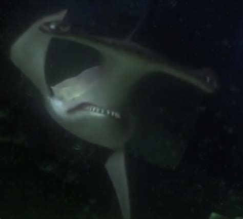 Anchor The Shark | The 3D-Computer-Animated Wiki | Fandom