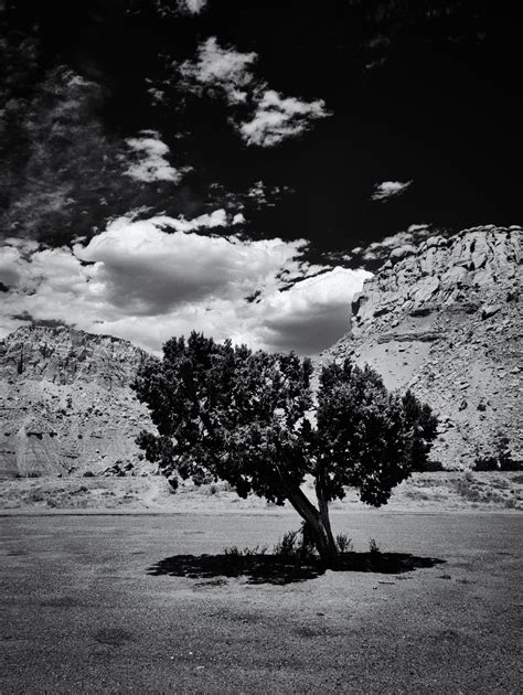 Lone Tree – Photography by CyberShutterbug