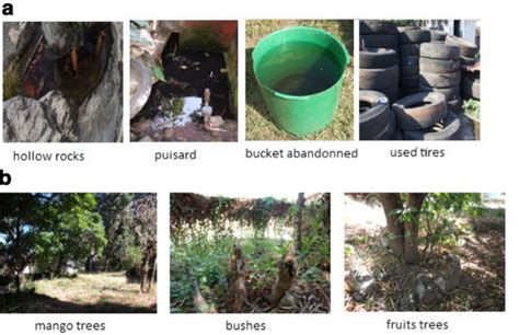 Aedes Mosquito Breeding Sites