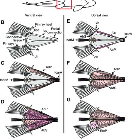 Anatomy of the pelvic fins in rainbow trout. (A) Ventral view of trout.... | Download Scientific ...