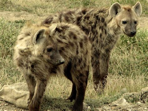 Beautiful Animals Safaris: Dangerous Hyenas Limping Uphill To Take The ...