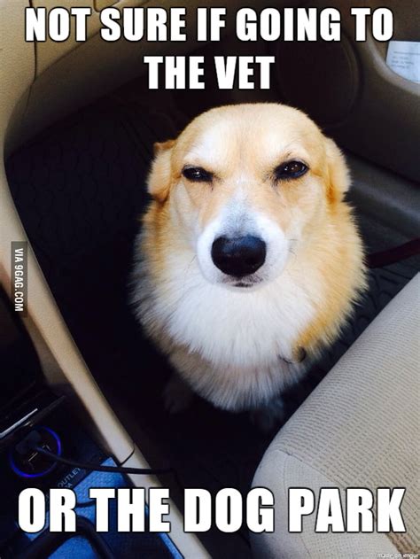 Suspicious dog is suspicious - 9GAG