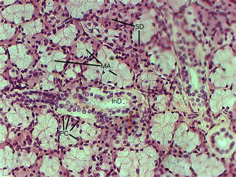 Histology Slides Database Sublingual Salivary Gland Histology Slide | The Best Porn Website