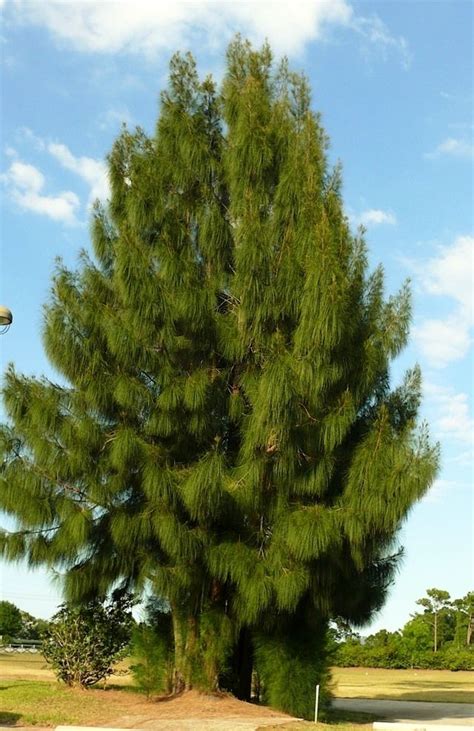 australian native pine trees - Particulary Logbook Photogallery