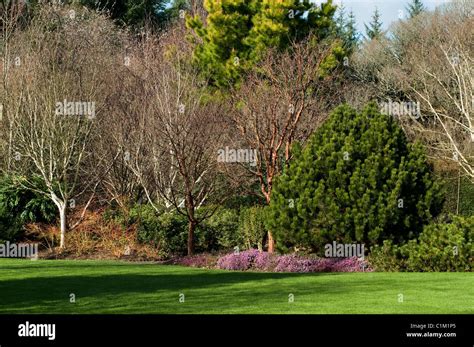 The Winter Garden at RHS Rosemoor in February, Devon, England, United ...