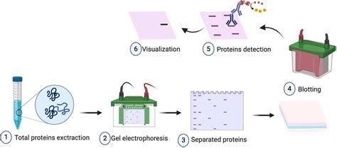 The Principle and Procedure of Western Blot - The Global Inside