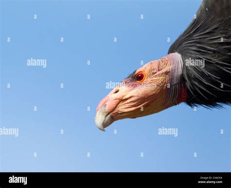 California Condor in Flight Stock Photo - Alamy