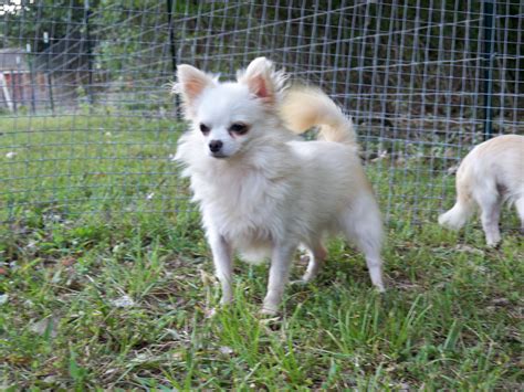 White Fluffy Chihuahua Dog - Pets Lovers