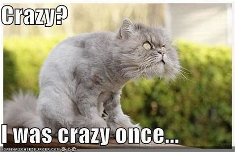 crazy cat meme | Ian Farah | Flickr