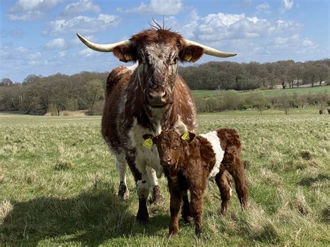 Sheeted Sussex cattle | The Farming Forum