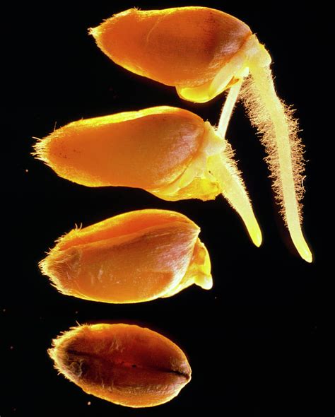 Germinating Wheat Seedlings At Stages Photograph by Adam Hart-davis ...