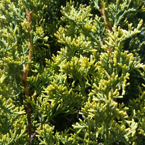 Cupressus sempervirens 'Swane's Golden' - Golden Italian Cypress SOLD OUT - Mid Valley Trees