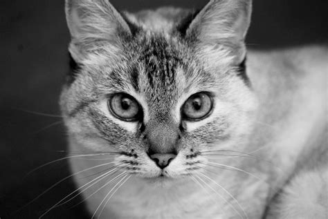 Free Images : black and white, pet, portrait, kitten, feline, close up, nose, eyes, whiskers ...