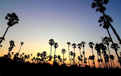 Silhouette palm trees at sunset 10326748 Stock Photo at Vecteezy