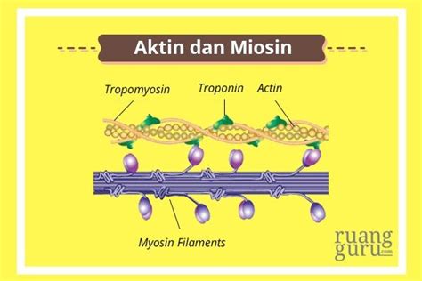 Mengenal Mekanisme Kerja Otot | Biologi Kelas 11