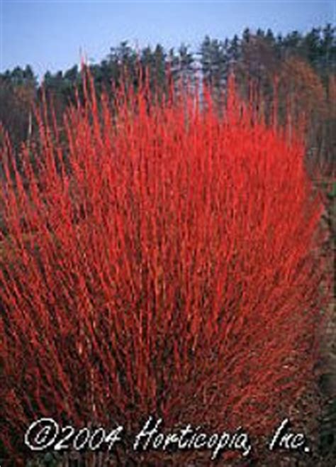 Hillis Nursery Co. |Coral Red Dogwood-Cornus alba 'Siberica'