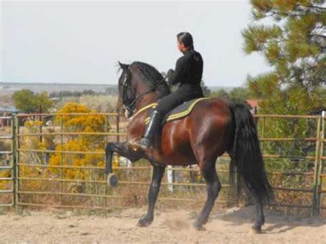 Gorgeous Bay PRE/Andalusian Dressage Stallion - YouTube