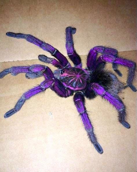 Tarantula on Instagram: "💙Super beautiful purple tarantula!💙💙 📷 Source ...