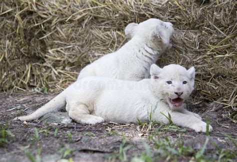 White Lion Cubs stock image. Image of breed, paws, mammal - 57763497