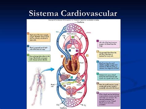 Sistema cardiovascular