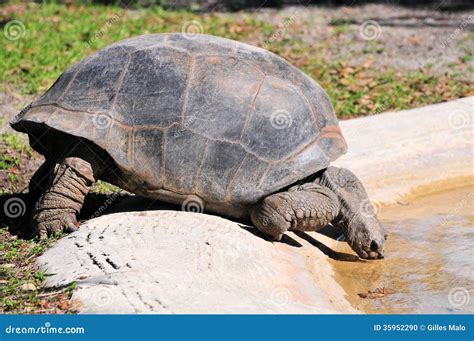 Galapagos Tortoise Drinking in Pool of Water Stock Photo - Image of ...