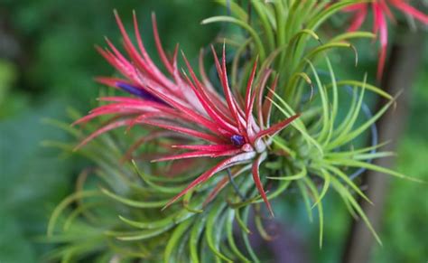 Houseplants for small spaces - DRS. LILA & SAMUEL FLAGLER